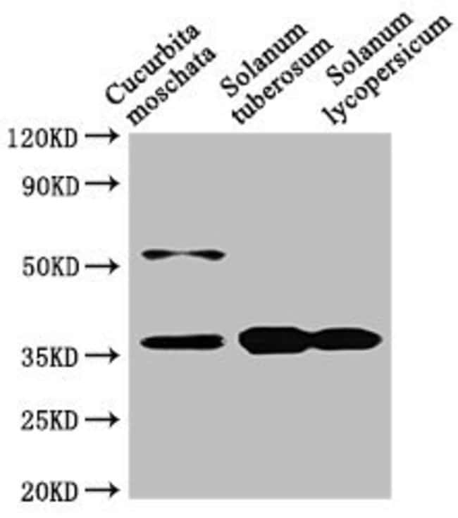 100UL CHN48 ANTIBODY 100 ul