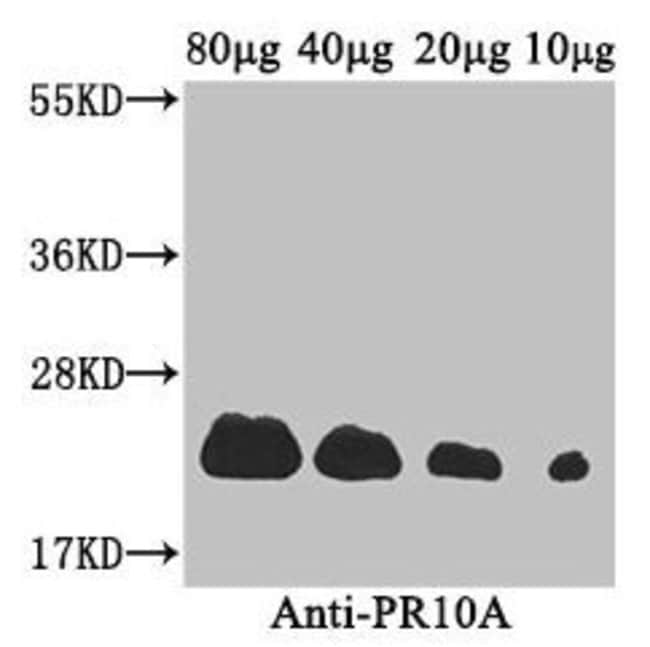 100UG PR10A ANTIBODY 100 ug