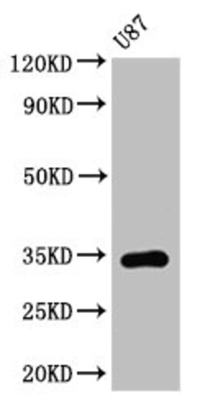 100UG TEF ANTIBODY 100 ug