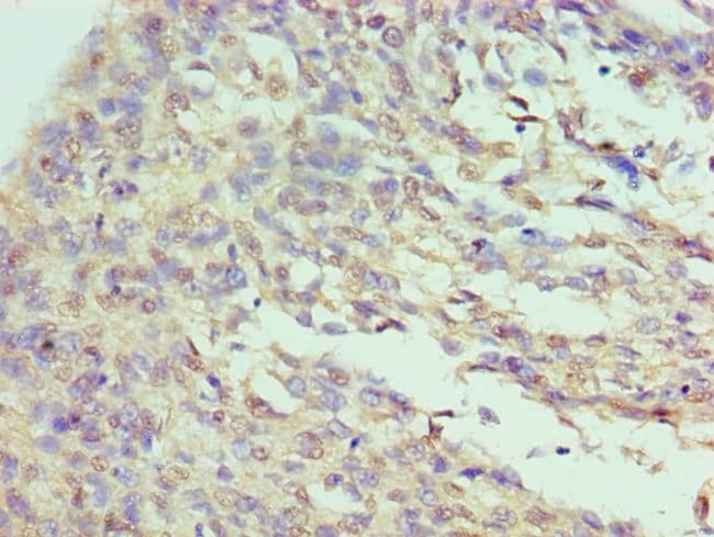 100UL ILF3 ANTIBODY 100 ul