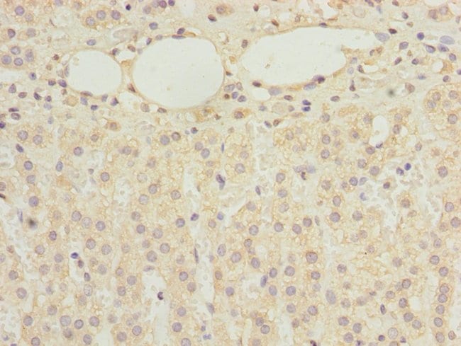 100UG RBMS2 ANTIBODY 100 ug