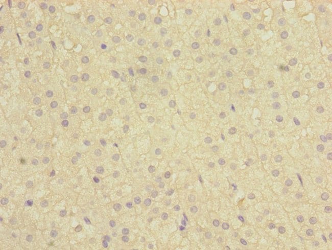 100UL C12ORF30 ANTIBODY 100 ul