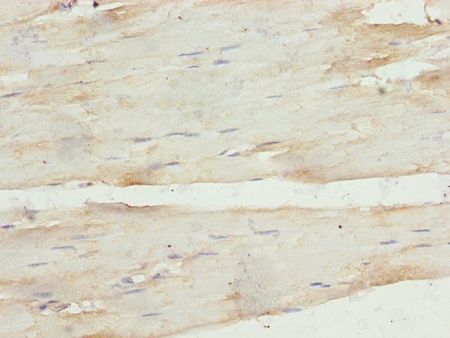 100UL CARP ANTIBODY 100 ul