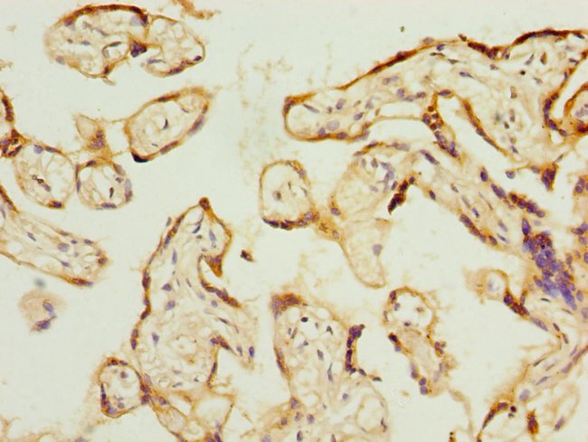 100UG PSG3 ANTIBODY 100 ug