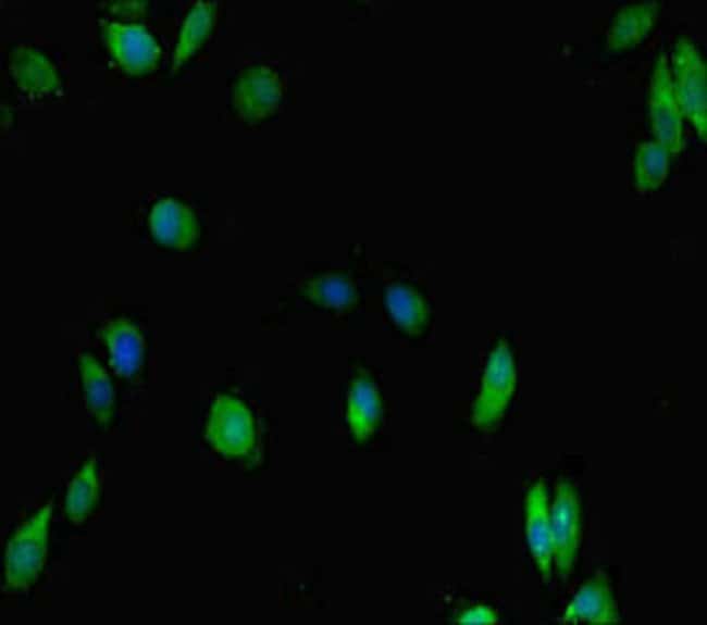 100UG IKAROS ANTIBODY 100 ug