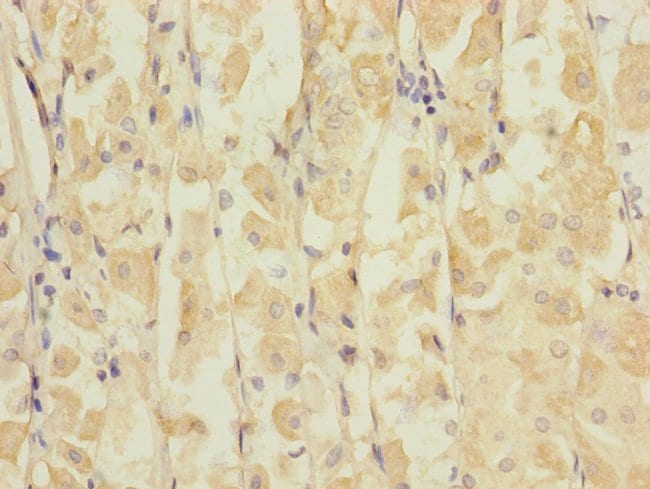 100UL GLUR7 ANTIBODY 100 ul