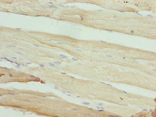100UG MAB21L1 ANTIBODY 100 ug