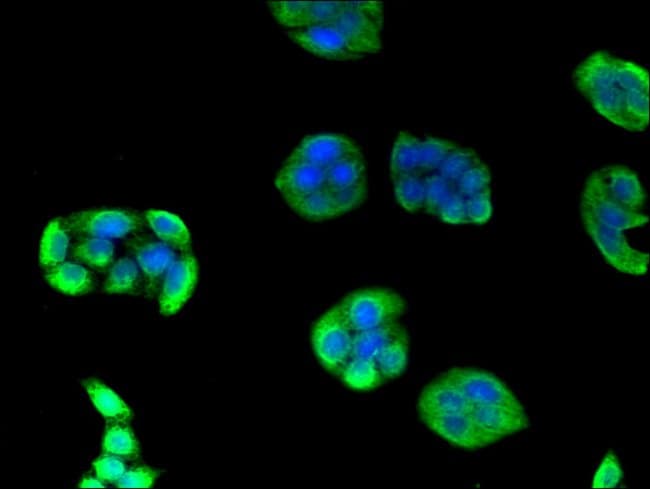 100UG EIF3A ANTIBODY 100 ug
