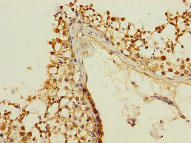 100UL KIZUNA ANTIBODY 100 ul