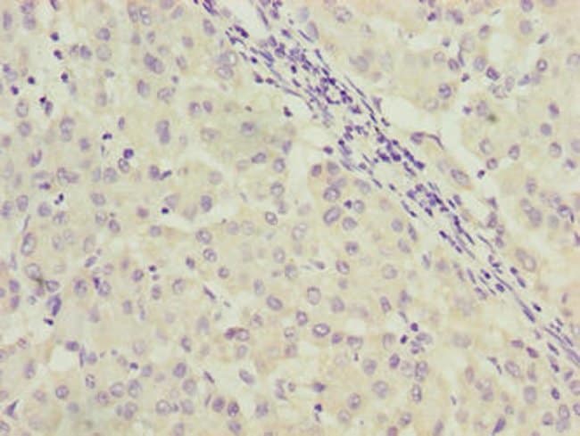 100UG C9ORF64 ANTIBODY 100 ug