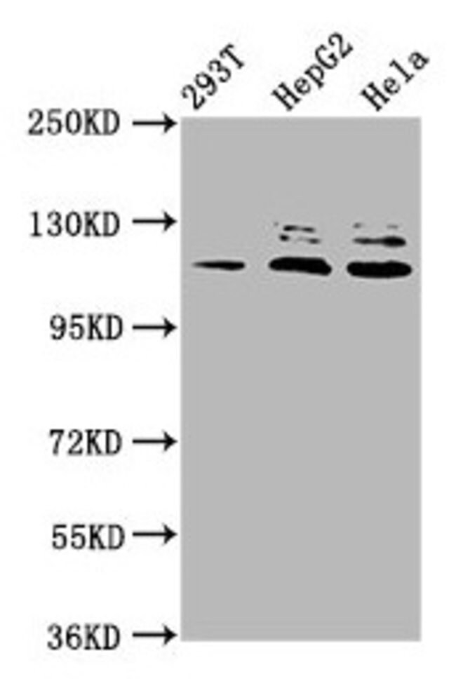 100UG MLK4 ANTIBODY 100 ug