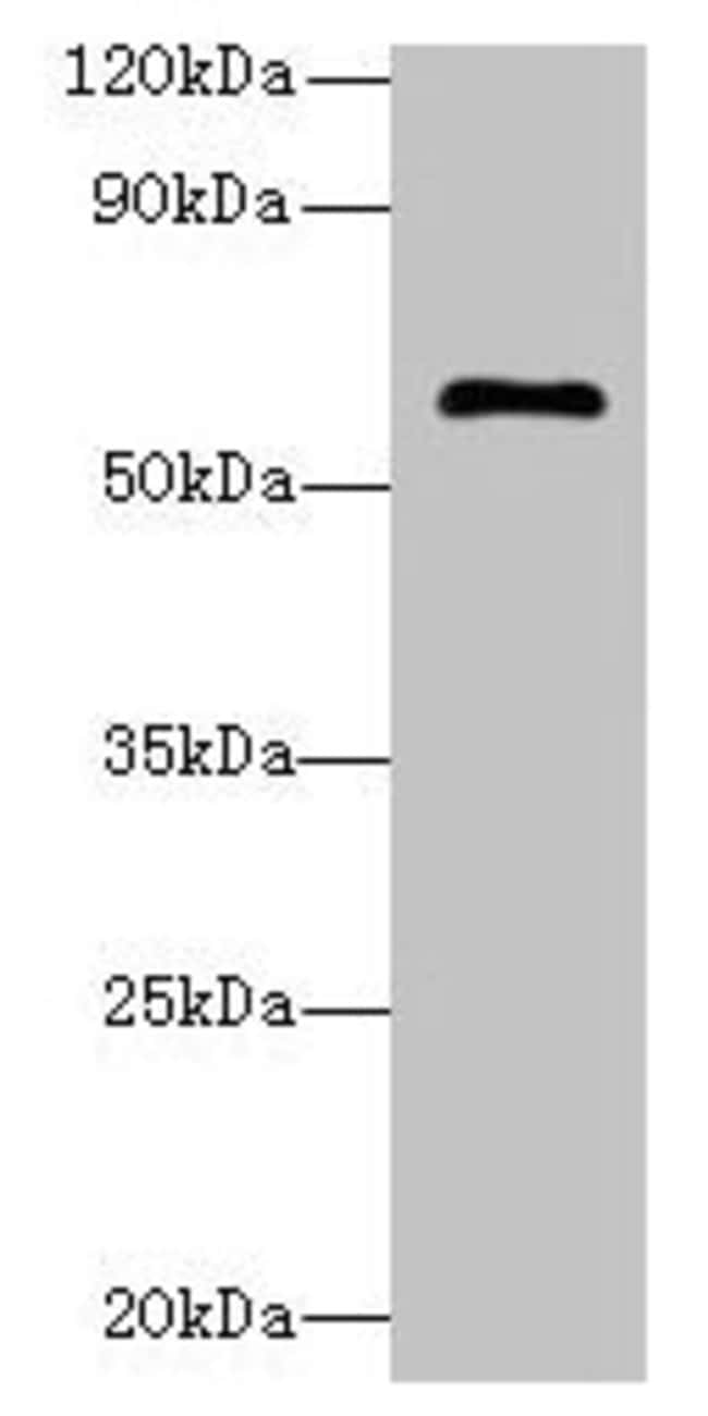 100UG GK5 ANTIBODY 100 ug