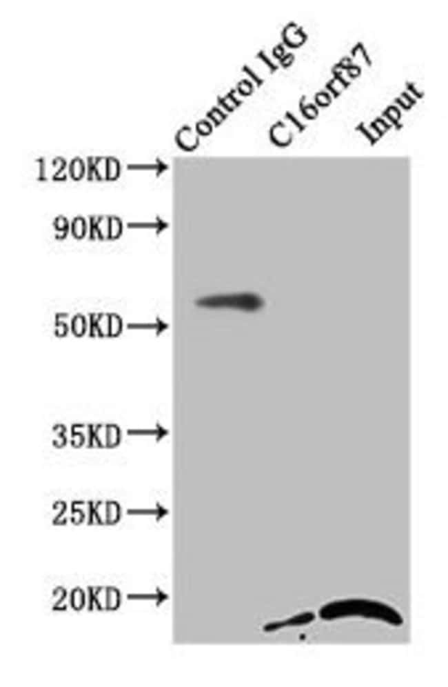 100UG C16ORF87 ANTIBODY 100 ug