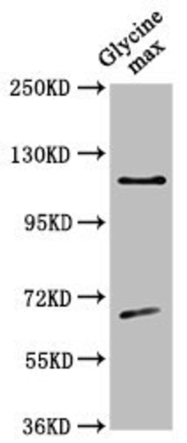 100UL CESA4 ANTIBODY 100 ul