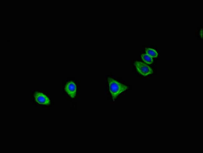 100UG C16ORF62 ANTIBODY 100 ug