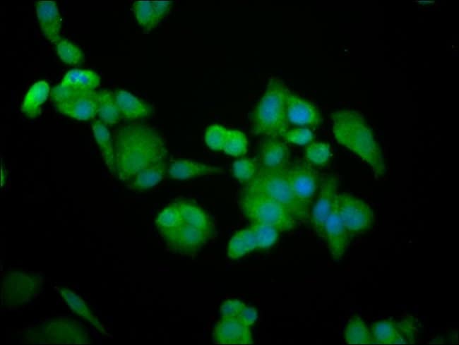100UG BRAP ANTIBODY 100 ug