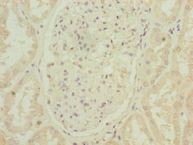 100UG ARPIN ANTIBODY 100 ug