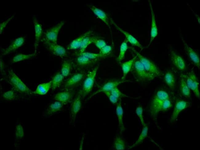 100UG USP48 ANTIBODY 100 ug