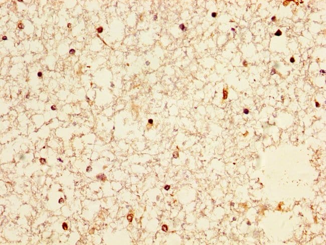 100UG NPAS4 ANTIBODY 100 ug