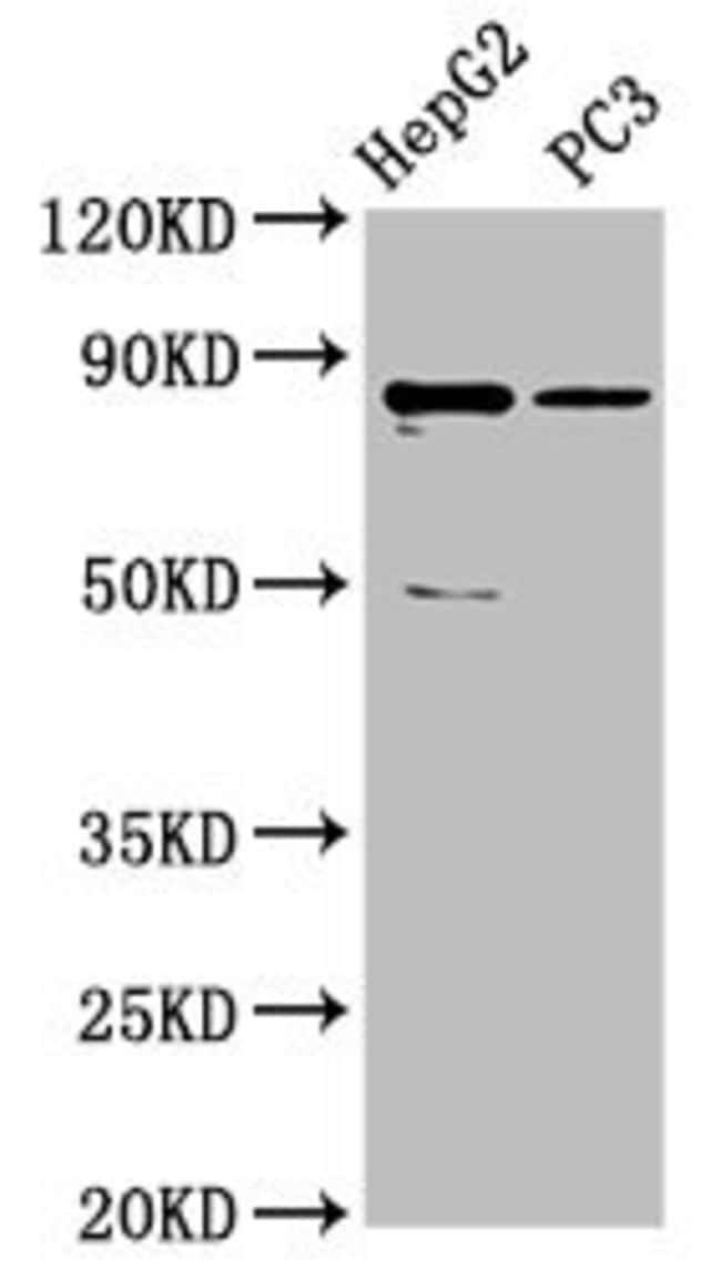 100UG C6ORF97 ANTIBODY 100 ug