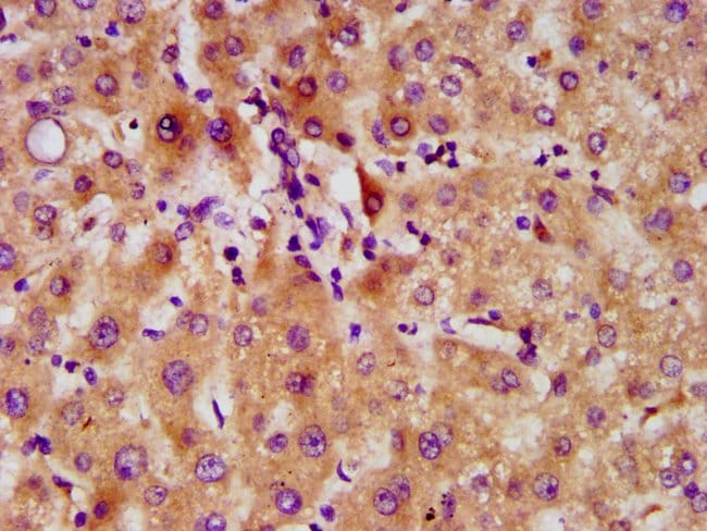 100UG DMP4 ANTIBODY 100 ug