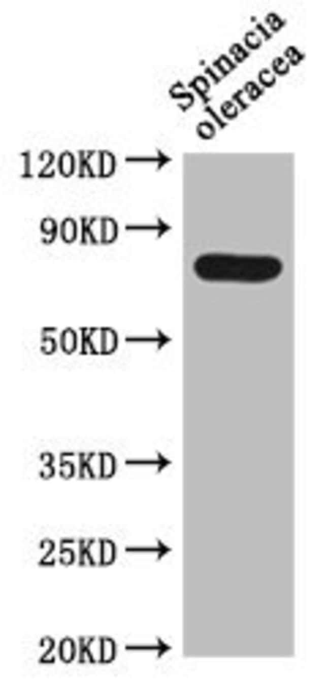 100UL DEG15 ANTIBODY 100 ul