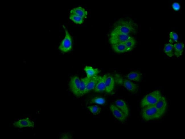 100UG RXFP2 ANTIBODY 100 ug