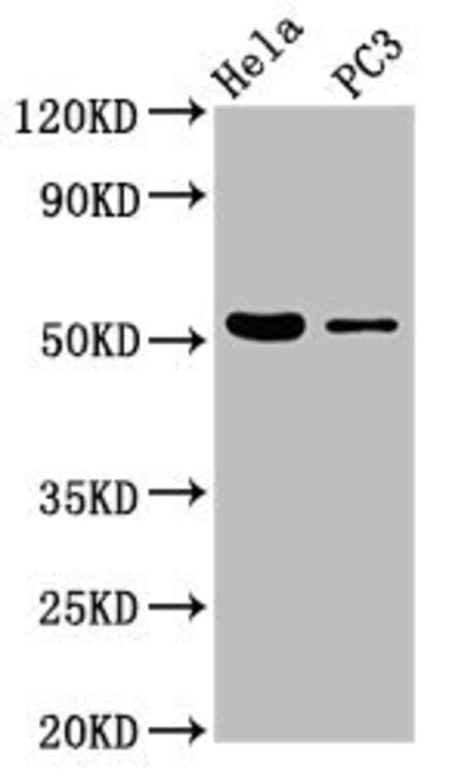100UG BRUNOL6 ANTIBODY 100 ug