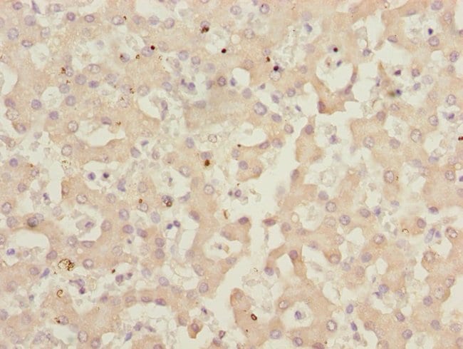 100UL IWS1 ANTIBODY 100 ul