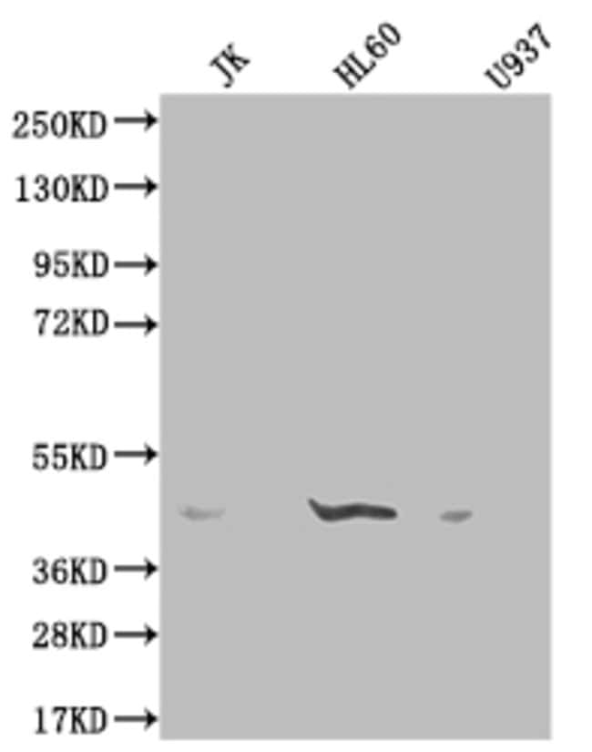 100UG OXER1 ANTIBODY 100 ug