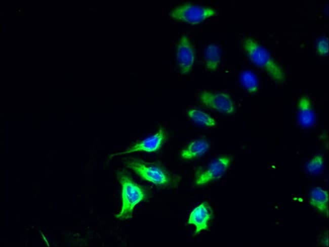 100UG PLD4 ANTIBODY 100 ug
