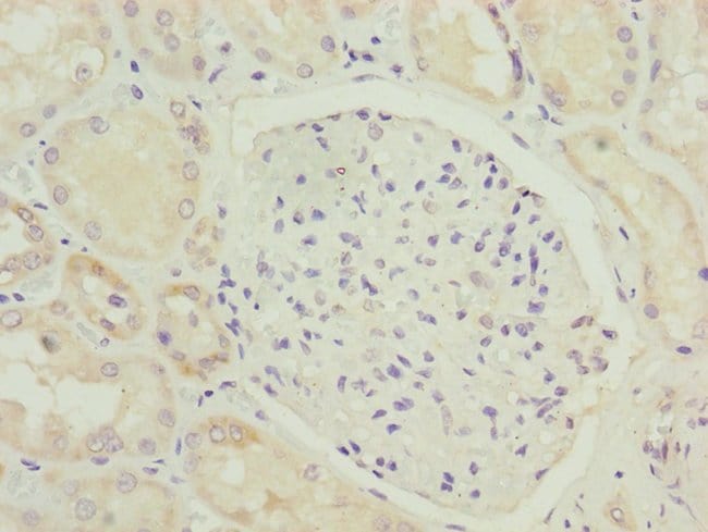 100UL HOOK2 ANTIBODY 100 ul