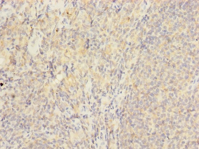 100UL HVCN1 ANTIBODY 100 ul