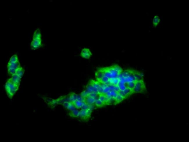 100UG CD85J (ILT2) ANTIBODY 100 ug