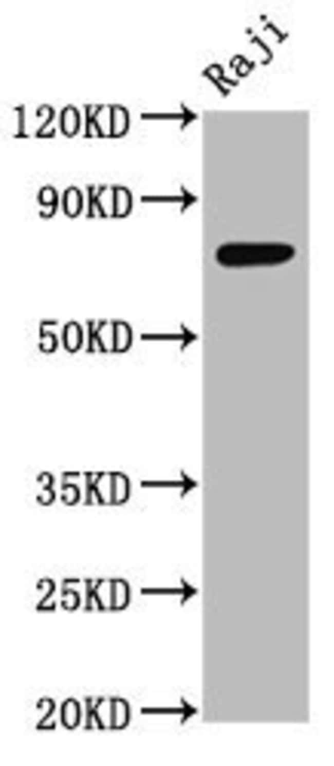 100UG TSPEAR ANTIBODY 100 ug