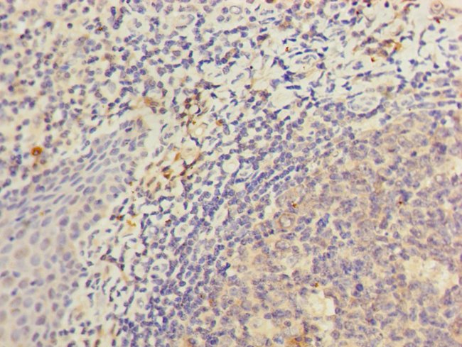 100UL KIR3DL3 ANTIBODY 100 ul