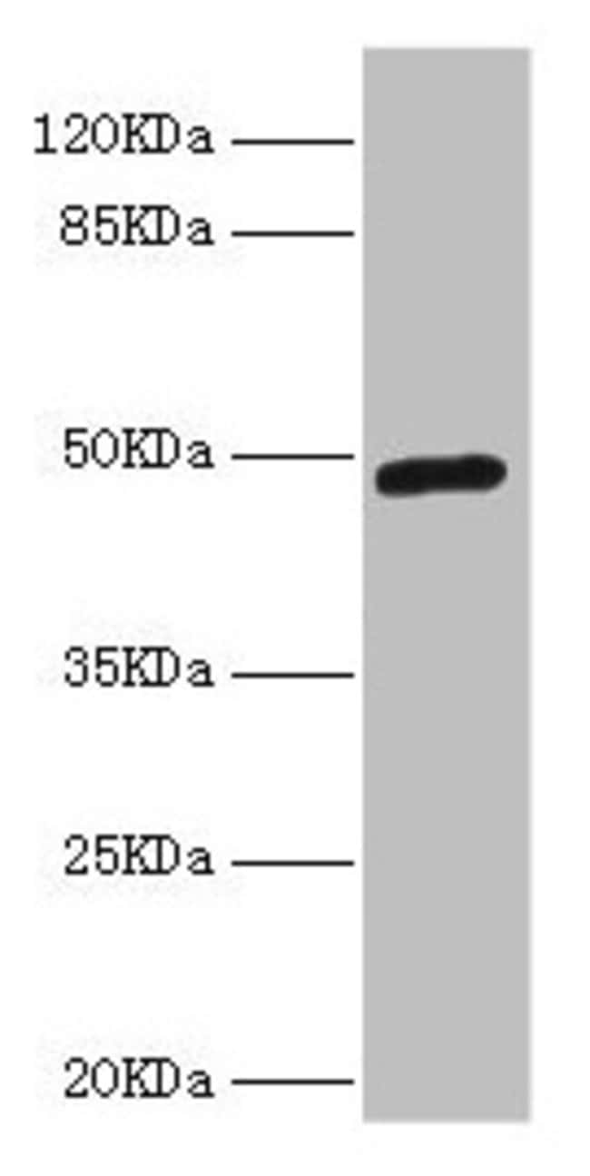 100UL LILRB4 ANTIBODY 100 ul