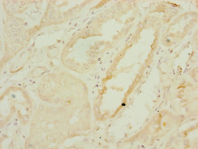 100UL DNAJC19 ANTIBODY 100 ul