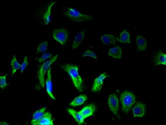 100UG OMA1 ANTIBODY 100 ug