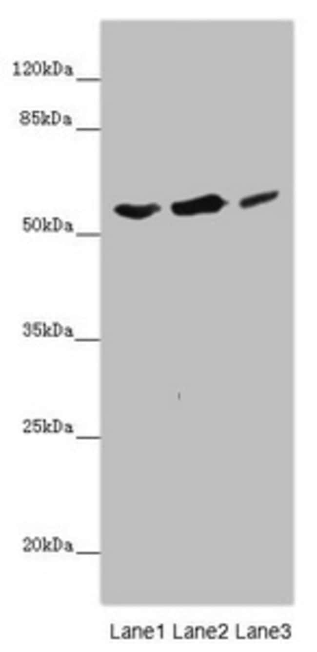 100UL KCNS3 ANTIBODY 100 ul
