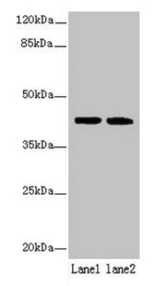 100UG SDF4 ANTIBODY 100 ug