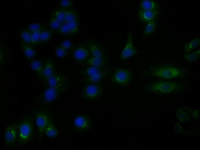 100UG YIPF4 ANTIBODY 100 ug