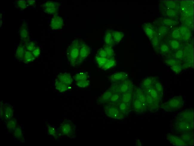 100UG PIN4 ANTIBODY 100 ug