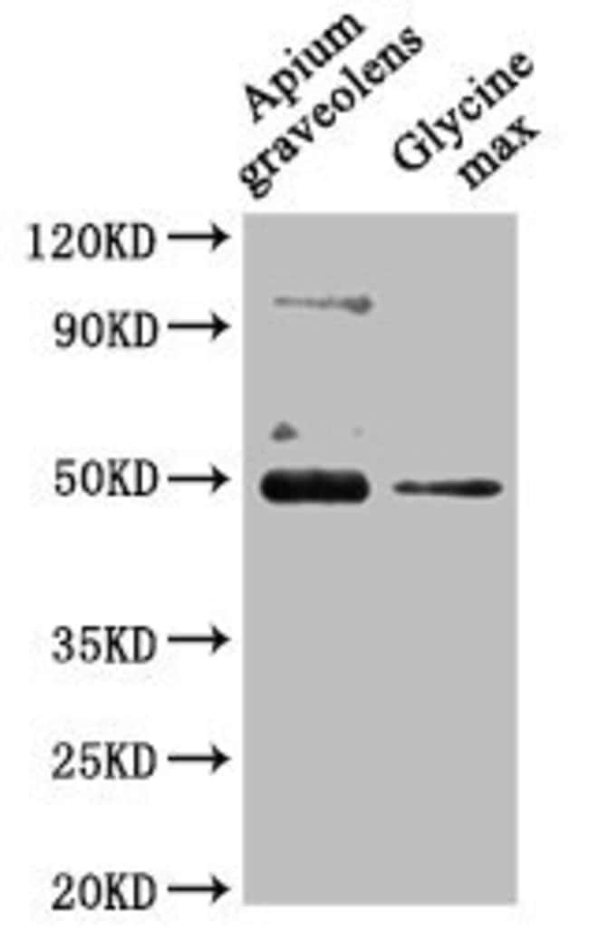100UL CRD1 ANTIBODY 100 ul