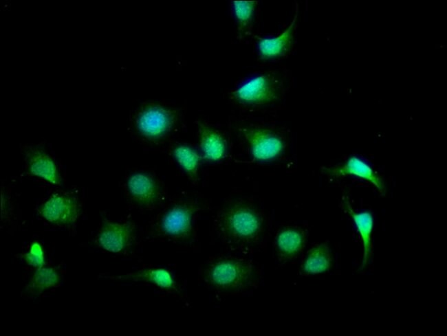 100UG CPNE7 ANTIBODY 100 ug