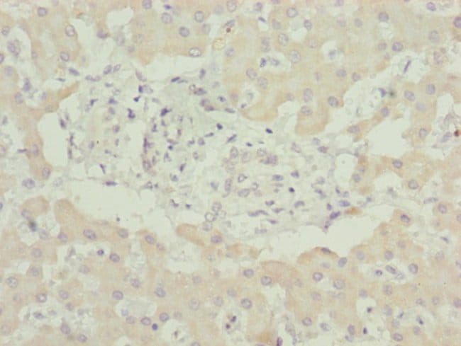 100UL MNF1 ANTIBODY 100 ul