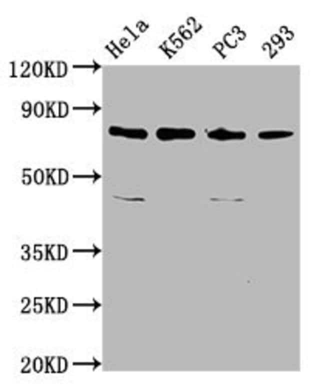 100UG C12ORF11 ANTIBODY 100 ug