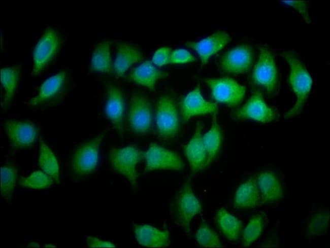 100UG MOB1 ANTIBODY 100 ug