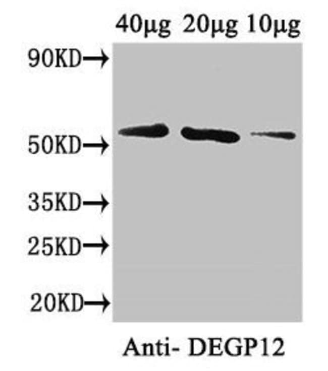 100UG DEGP12 ANTIBODY 100 ug