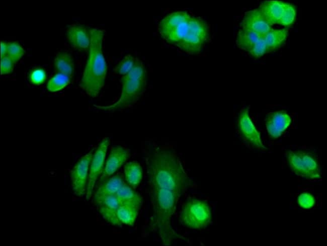 100UG EIF4ENIF1 ANTIBODY 100 ug